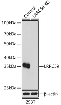 Western blot analysis of extracts from normal (control) and LRRC59 knockout (KO) 293T cells, using LRRC59 antibody (TA378137) at 1:1000 dilution. - Secondary antibody: HRP Goat Anti-Rabbit IgG (H+L) at 1:10000 dilution. - Lysates/proteins: 25ug per lane. - Blocking buffer: 3% nonfat dry milk in TBST. - Detection: ECL Basic Kit . - Exposure time: 1s.