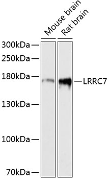 Western blot analysis of extracts of various cell lines, using LRRC7 antibody (TA378139) at 1:3000 dilution. - Secondary antibody: HRP Goat Anti-Rabbit IgG (H+L) at 1:10000 dilution. - Lysates/proteins: 25ug per lane. - Blocking buffer: 3% nonfat dry milk in TBST. - Detection: ECL Basic Kit . - Exposure time: 90s.