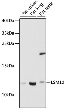 Western blot analysis of extracts of various cell lines, using LSM10 antibody (TA378148) at 1:1000 dilution. - Secondary antibody: HRP Goat Anti-Rabbit IgG (H+L) at 1:10000 dilution. - Lysates/proteins: 25ug per lane. - Blocking buffer: 3% nonfat dry milk in TBST. - Detection: ECL Basic Kit . - Exposure time: 30s.