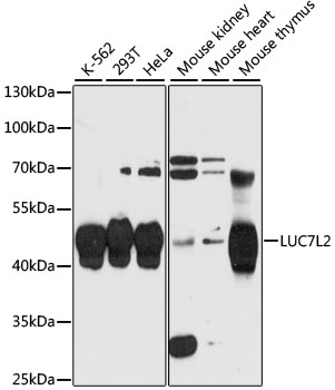 Western blot analysis of extracts of various cell lines, using LUC7L2 antibody (TA378167) at 1:3000 dilution. - Secondary antibody: HRP Goat Anti-Rabbit IgG (H+L) at 1:10000 dilution. - Lysates/proteins: 25ug per lane. - Blocking buffer: 3% nonfat dry milk in TBST. - Detection: ECL Enhanced Kit . - Exposure time: 30s.