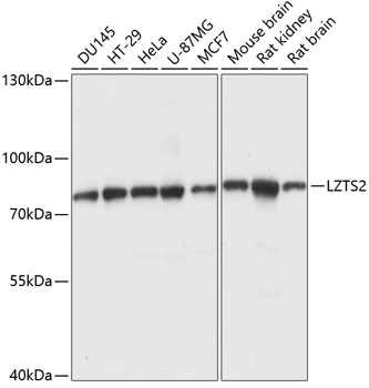 Western blot analysis of extracts of various cell lines, using LZTS2 antibody (TA378189) at 1:1000 dilution. - Secondary antibody: HRP Goat Anti-Rabbit IgG (H+L) at 1:10000 dilution. - Lysates/proteins: 25ug per lane. - Blocking buffer: 3% nonfat dry milk in TBST. - Detection: ECL Basic Kit . - Exposure time: 5s.