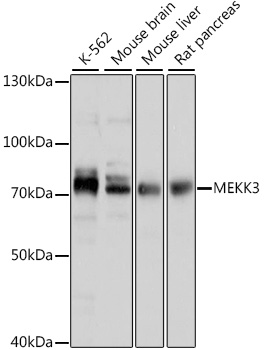 Western blot analysis of extracts of various cell lines, using MEKK3 antibody (TA378267) at 1:1000 dilution. - Secondary antibody: HRP Goat Anti-Rabbit IgG (H+L) at 1:10000 dilution. - Lysates/proteins: 25ug per lane. - Blocking buffer: 3% nonfat dry milk in TBST. - Detection: ECL Basic Kit . - Exposure time: 30s.