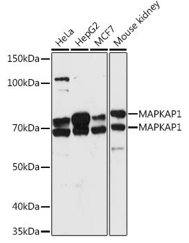 Western blot analysis of extracts of various cell lines, using MAPKAP1 antibody (TA378321) at 1:1000 dilution. - Secondary antibody: HRP Goat Anti-Rabbit IgG (H+L) at 1:10000 dilution. - Lysates/proteins: 25ug per lane. - Blocking buffer: 3% nonfat dry milk in TBST. - Detection: ECL Basic Kit . - Exposure time: 90s.