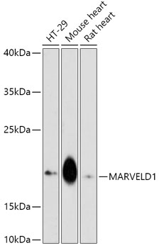 Western blot analysis of extracts of various cell lines, using MARVELD1 antibody (TA378347) at 1:1000 dilution. - Secondary antibody: HRP Goat Anti-Rabbit IgG (H+L) at 1:10000 dilution. - Lysates/proteins: 25ug per lane. - Blocking buffer: 3% nonfat dry milk in TBST. - Detection: ECL Enhanced Kit . - Exposure time: 300s.