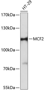Western blot analysis of extracts of HT-29 cells, using MCF2 antibody (TA378391) at 1:3000 dilution. - Secondary antibody: HRP Goat Anti-Rabbit IgG (H+L) at 1:10000 dilution. - Lysates/proteins: 25ug per lane. - Blocking buffer: 3% nonfat dry milk in TBST. - Detection: ECL Basic Kit . - Exposure time: 10s.