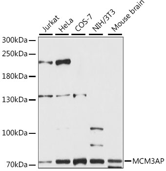 Western blot analysis of extracts of various cell lines, using MCM3AP antibody (TA378402) at 1:1000 dilution. - Secondary antibody: HRP Goat Anti-Rabbit IgG (H+L) at 1:10000 dilution. - Lysates/proteins: 25ug per lane. - Blocking buffer: 3% nonfat dry milk in TBST. - Detection: ECL Enhanced Kit . - Exposure time: 60s.
