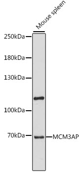 Western blot analysis of extracts of mouse spleen, using MCM3AP antibody (TA378403) at 1:1000 dilution. - Secondary antibody: HRP Goat Anti-Rabbit IgG (H+L) at 1:10000 dilution. - Lysates/proteins: 25ug per lane. - Blocking buffer: 3% nonfat dry milk in TBST. - Detection: ECL Enhanced Kit . - Exposure time: 60s.