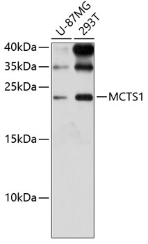 Western blot analysis of extracts of various cell lines, using MCTS1 antibody (TA378410) at 1:3000 dilution. - Secondary antibody: HRP Goat Anti-Rabbit IgG (H+L) at 1:10000 dilution. - Lysates/proteins: 25ug per lane. - Blocking buffer: 3% nonfat dry milk in TBST. - Detection: ECL Enhanced Kit . - Exposure time: 90s.