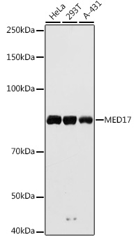 Western blot analysis of extracts of various cell lines, using MED17 antibody (TA378429) at 1:1000 dilution. - Secondary antibody: HRP Goat Anti-Rabbit IgG (H+L) at 1:10000 dilution. - Lysates/proteins: 25ug per lane. - Blocking buffer: 3% nonfat dry milk in TBST. - Detection: ECL Basic Kit . - Exposure time: 10s.