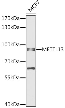 Western blot analysis of extracts of MCF7 cells, using METTL13 antibody (TA378475) at 1:1000 dilution. - Secondary antibody: HRP Goat Anti-Rabbit IgG (H+L) at 1:10000 dilution. - Lysates/proteins: 25ug per lane. - Blocking buffer: 3% nonfat dry milk in TBST. - Detection: ECL Enhanced Kit . - Exposure time: 30s.