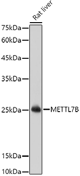 Western blot analysis of extracts of Rat liver, using METTL7B antibody (TA378486) at 1:1000 dilution. - Secondary antibody: HRP Goat Anti-Rabbit IgG (H+L) at 1:10000 dilution. - Lysates/proteins: 25ug per lane. - Blocking buffer: 3% nonfat dry milk in TBST. - Detection: ECL Basic Kit . - Exposure time: 10s.