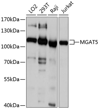 Western blot analysis of extracts of various cell lines, using MGAT5 antibody (TA378509) at 1:1000 dilution. - Secondary antibody: HRP Goat Anti-Rabbit IgG (H+L) at 1:10000 dilution. - Lysates/proteins: 25ug per lane. - Blocking buffer: 3% nonfat dry milk in TBST. - Detection: ECL Basic Kit . - Exposure time: 1s.