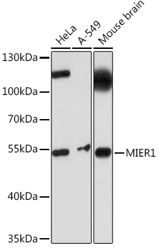 Western blot analysis of extracts of various cell lines, using MIER1 Rabbit pAb (TA378531) at 1:1000 dilution. - Secondary antibody: HRP Goat Anti-Rabbit IgG (H+L) at 1:10000 dilution. - Lysates/proteins: 25ug per lane. - Blocking buffer: 3% nonfat dry milk in TBST. - Detection: ECL Basic Kit . - Exposure time: 10s.
