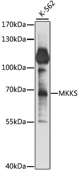 Western blot analysis of extracts of K-562 cells, using MKKS antibody (TA378541) at 1:1000 dilution. - Secondary antibody: HRP Goat Anti-Rabbit IgG (H+L) at 1:10000 dilution. - Lysates/proteins: 25ug per lane. - Blocking buffer: 3% nonfat dry milk in TBST. - Detection: ECL Basic Kit . - Exposure time: 20s.