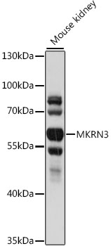 Western blot analysis of extracts of mouse kidney, using MKRN3 antibody (TA378550) at 1:1000 dilution. - Secondary antibody: HRP Goat Anti-Rabbit IgG (H+L) at 1:10000 dilution. - Lysates/proteins: 25ug per lane. - Blocking buffer: 3% nonfat dry milk in TBST. - Detection: ECL Basic Kit . - Exposure time: 5s.