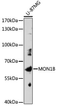 Western blot analysis of extracts of U-87MG cells, using MON1B antibody (TA378601) at 1:1000 dilution. - Secondary antibody: HRP Goat Anti-Rabbit IgG (H+L) at 1:10000 dilution. - Lysates/proteins: 25ug per lane. - Blocking buffer: 3% nonfat dry milk in TBST. - Detection: ECL Basic Kit . - Exposure time: 3min.