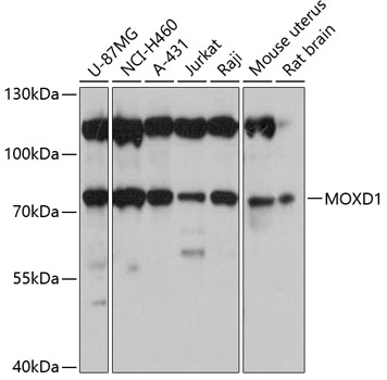 Western blot analysis of extracts of various cell lines, using MOXD1 antibody (TA378608) at 1:3000 dilution. - Secondary antibody: HRP Goat Anti-Rabbit IgG (H+L) at 1:10000 dilution. - Lysates/proteins: 25ug per lane. - Blocking buffer: 3% nonfat dry milk in TBST. - Detection: ECL Basic Kit . - Exposure time: 1s.
