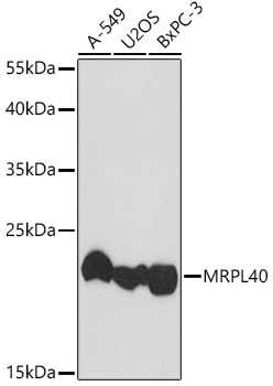 Western blot analysis of extracts of various cell lines, using MRPL40 antibody (TA378653) at 1:1000 dilution. - Secondary antibody: HRP Goat Anti-Rabbit IgG (H+L) at 1:10000 dilution. - Lysates/proteins: 25ug per lane. - Blocking buffer: 3% nonfat dry milk in TBST. - Detection: ECL Basic Kit . - Exposure time: 90s.