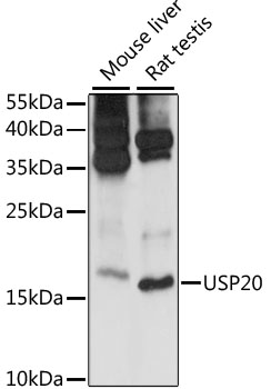 Western blot analysis of extracts of various cell lines, using MRPS14 antibody (TA378669) at 1:1000 dilution. - Secondary antibody: HRP Goat Anti-Rabbit IgG (H+L) at 1:10000 dilution. - Lysates/proteins: 25ug per lane. - Blocking buffer: 3% nonfat dry milk in TBST. - Detection: ECL Basic Kit . - Exposure time: 30s.