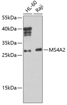 Western blot analysis of extracts of various cell lines, using MS4A2 Antibody (TA378689) at 1:1000 dilution. - Secondary antibody: HRP Goat Anti-Rabbit IgG (H+L) at 1:10000 dilution. - Lysates/proteins: 25ug per lane. - Blocking buffer: 3% nonfat dry milk in TBST. - Detection: ECL Basic Kit . - Exposure time: 90s.
