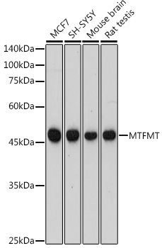 Western blot analysis of extracts of various cell lines, using MTFMT antibody (TA378744) at 1:1000 dilution. - Secondary antibody: HRP Goat Anti-Rabbit IgG (H+L) at 1:10000 dilution. - Lysates/proteins: 25ug per lane. - Blocking buffer: 3% nonfat dry milk in TBST. - Detection: ECL Basic Kit . - Exposure time: 180s.
