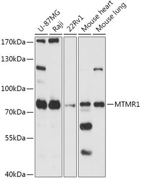 Western blot analysis of extracts of various cell lines, using MTMR1 antibody (TA378756) at 1:1000 dilution. - Secondary antibody: HRP Goat Anti-Rabbit IgG (H+L) at 1:10000 dilution. - Lysates/proteins: 25ug per lane. - Blocking buffer: 3% nonfat dry milk in TBST. - Detection: ECL Basic Kit . - Exposure time: 90s.