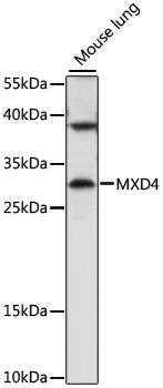 Western blot analysis of extracts of mouse lung, using MXD4 antibody (TA378808) at 1:1000 dilution. - Secondary antibody: HRP Goat Anti-Rabbit IgG (H+L) at 1:10000 dilution. - Lysates/proteins: 25ug per lane. - Blocking buffer: 3% nonfat dry milk in TBST. - Detection: ECL Basic Kit . - Exposure time: 5s.