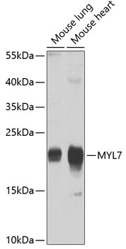 Western blot analysis of extracts of various cell lines, using MYL7 antibody (TA378851) at 1:1000 dilution. - Secondary antibody: HRP Goat Anti-Rabbit IgG (H+L) at 1:10000 dilution. - Lysates/proteins: 25ug per lane. - Blocking buffer: 3% nonfat dry milk in TBST. - Detection: ECL Basic Kit . - Exposure time: 90s.