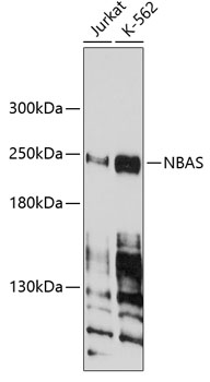 Western blot analysis of extracts of various cell lines, using NBAS antibody (TA378939) at 1:1000 dilution._Secondary antibody: HRP Goat Anti-Rabbit IgG (H+L) at 1:10000 dilution._Lysates/proteins: 25ug per lane._Blocking buffer: 3% nonfat dry milk in TBST._Detection: ECL Enhanced Kit ._Exposure time: 90s.
