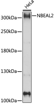 Western blot analysis of extracts of HeLa cells, using NBEAL2 antibody (TA378940) at 1:1000 dilution. - Secondary antibody: HRP Goat Anti-Rabbit IgG (H+L) at 1:10000 dilution. - Lysates/proteins: 25ug per lane. - Blocking buffer: 3% nonfat dry milk in TBST. - Detection: ECL Basic Kit . - Exposure time: 5s.