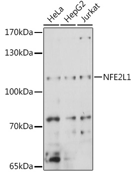 Western blot analysis of extracts of various cell lines, using NFE2L1 antibody (TA379079) at 1:1000 dilution. - Secondary antibody: HRP Goat Anti-Rabbit IgG (H+L) at 1:10000 dilution. - Lysates/proteins: 25ug per lane. - Blocking buffer: 3% nonfat dry milk in TBST. - Detection: ECL Basic Kit . - Exposure time: 10s.