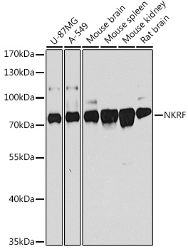 Western blot analysis of extracts of various cell lines, using NKRF antibody (TA379142) at 1:1000 dilution. - Secondary antibody: HRP Goat Anti-Rabbit IgG (H+L) at 1:10000 dilution. - Lysates/proteins: 25ug per lane. - Blocking buffer: 3% nonfat dry milk in TBST. - Detection: ECL Basic Kit . - Exposure time: 60s.
