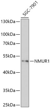 Western blot analysis of extracts of SGC-7901 cells, using NMUR1 antibody (TA379187) at 1:1000 dilution. - Secondary antibody: HRP Goat Anti-Rabbit IgG (H+L) at 1:10000 dilution. - Lysates/proteins: 25ug per lane. - Blocking buffer: 3% nonfat dry milk in TBST. - Detection: ECL Basic Kit . - Exposure time: 90s.