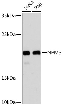 Western blot analysis of extracts of various cell lines, using NPM3 Rabbit pAb (TA379261) at 1:1000 dilution. - Secondary antibody: HRP Goat Anti-Rabbit IgG (H+L) at 1:10000 dilution. - Lysates/proteins: 25ug per lane. - Blocking buffer: 3% nonfat dry milk in TBST. - Detection: ECL Basic Kit . - Exposure time: 90s.
