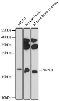 Western blot analysis of extracts of various cell lines, using NRN1L antibody (TA379317) at 1:1000 dilution. - Secondary antibody: HRP Goat Anti-Rabbit IgG (H+L) at 1:10000 dilution. - Lysates/proteins: 25ug per lane. - Blocking buffer: 3% nonfat dry milk in TBST. - Detection: ECL Basic Kit . - Exposure time: 10s.