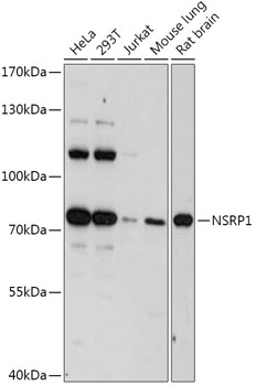 Western blot analysis of extracts of various cell lines, using NSRP1 antibody (TA379347) at 1:1000 dilution. - Secondary antibody: HRP Goat Anti-Rabbit IgG (H+L) at 1:10000 dilution. - Lysates/proteins: 25ug per lane. - Blocking buffer: 3% nonfat dry milk in TBST. - Detection: ECL Basic Kit . - Exposure time: 90s.