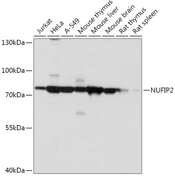 Western blot analysis of extracts of various cell lines, using NUFIP2 antibody (TA379404) at 1:1000 dilution. - Secondary antibody: HRP Goat Anti-Rabbit IgG (H+L) at 1:10000 dilution. - Lysates/proteins: 25ug per lane. - Blocking buffer: 3% nonfat dry milk in TBST. - Detection: ECL Basic Kit . - Exposure time: 60s.