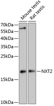 Western blot analysis of extracts of various cell lines, using NXT2 antibody (TA379429) at 1:3000 dilution. - Secondary antibody: HRP Goat Anti-Rabbit IgG (H+L) at 1:10000 dilution. - Lysates/proteins: 25ug per lane. - Blocking buffer: 3% nonfat dry milk in TBST. - Detection: ECL Enhanced Kit . - Exposure time: 90s.