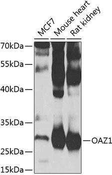 Western blot analysis of extracts of various cell lines, using OAZ1 antibody (TA379437) at 1:1000 dilution. - Secondary antibody: HRP Goat Anti-Rabbit IgG (H+L) at 1:10000 dilution. - Lysates/proteins: 25ug per lane. - Blocking buffer: 3% nonfat dry milk in TBST. - Detection: ECL Basic Kit . - Exposure time: 60s.