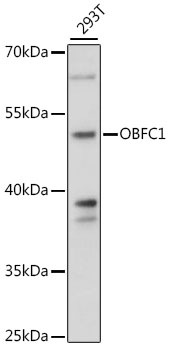 Western blot analysis of extracts of 293T cells, using OBFC1 antibody (TA379438) at 1:1000 dilution. - Secondary antibody: HRP Goat Anti-Rabbit IgG (H+L) at 1:10000 dilution. - Lysates/proteins: 25ug per lane. - Blocking buffer: 3% nonfat dry milk in TBST. - Detection: ECL Basic Kit . - Exposure time: 60s.