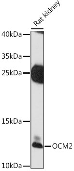 Western blot analysis of extracts of rat kidney, using OCM2 antibody (TA379443) at 1:1000 dilution. - Secondary antibody: HRP Goat Anti-Rabbit IgG (H+L) at 1:10000 dilution. - Lysates/proteins: 25ug per lane. - Blocking buffer: 3% nonfat dry milk in TBST. - Detection: ECL Enhanced Kit . - Exposure time: 90s.