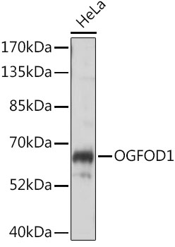 Western blot analysis of extracts of HeLa cells, using OGFOD1 antibody (TA379451) at 1:1000 dilution. - Secondary antibody: HRP Goat Anti-Rabbit IgG (H+L) at 1:10000 dilution. - Lysates/proteins: 25ug per lane. - Blocking buffer: 3% nonfat dry milk in TBST. - Detection: ECL Basic Kit . - Exposure time: 5s.