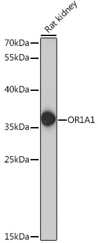 Western blot analysis of extracts of rat kidney, using OR1A1 antibody (TA379488) at 1:1000 dilution. - Secondary antibody: HRP Goat Anti-Rabbit IgG (H+L) at 1:10000 dilution. - Lysates/proteins: 25ug per lane. - Blocking buffer: 3% nonfat dry milk in TBST. - Detection: ECL Basic Kit . - Exposure time: 60s.