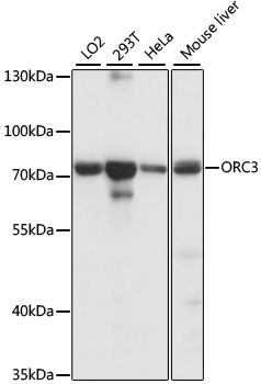 Western blot analysis of extracts of various cell lines, using ORC3 antibody (TA379495) at 1:1000 dilution. - Secondary antibody: HRP Goat Anti-Rabbit IgG (H+L) at 1:10000 dilution. - Lysates/proteins: 25ug per lane. - Blocking buffer: 3% nonfat dry milk in TBST. - Detection: ECL Basic Kit . - Exposure time: 30s.