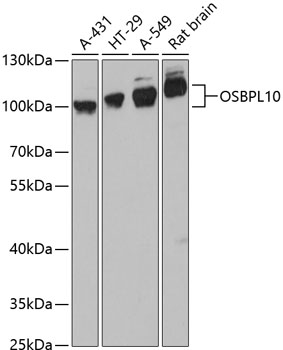 Western blot analysis of extracts of various cell lines, using OSBPL10 antibody (TA379507) at 1:3000 dilution. - Secondary antibody: HRP Goat Anti-Rabbit IgG (H+L) at 1:10000 dilution. - Lysates/proteins: 25ug per lane. - Blocking buffer: 3% nonfat dry milk in TBST. - Detection: ECL Basic Kit . - Exposure time: 90s.