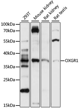 Western blot analysis of extracts of various cell lines, using OXGR1 antibody (TA379541) at 1:1000 dilution. - Secondary antibody: HRP Goat Anti-Rabbit IgG (H+L) at 1:10000 dilution. - Lysates/proteins: 25ug per lane. - Blocking buffer: 3% nonfat dry milk in TBST. - Detection: ECL Basic Kit . - Exposure time: 10s.