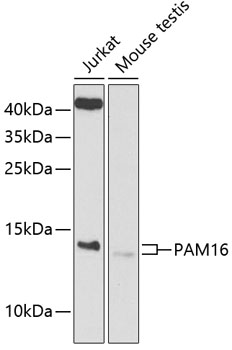 Western blot analysis of extracts of various cell lines, using PAM16 antibody (TA379597) at 1:1000 dilution. - Secondary antibody: HRP Goat Anti-Rabbit IgG (H+L) at 1:10000 dilution. - Lysates/proteins: 25ug per lane. - Blocking buffer: 3% nonfat dry milk in TBST. - Detection: ECL Basic Kit . - Exposure time: 90s.