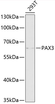 Western blot analysis of extracts of 293T cells, using PAX3 antibody (TA379651) at 1:1000 dilution. - Secondary antibody: HRP Goat Anti-Rabbit IgG (H+L) at 1:10000 dilution. - Lysates/proteins: 25ug per lane. - Blocking buffer: 3% nonfat dry milk in TBST. - Detection: ECL Basic Kit . - Exposure time: 30s.