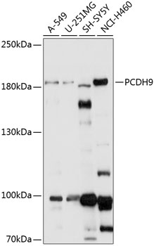 Western blot analysis of extracts of various cell lines, using PCDH9 antibody (TA379679) at 1:1000 dilution. - Secondary antibody: HRP Goat Anti-Rabbit IgG (H+L) at 1:10000 dilution. - Lysates/proteins: 25ug per lane. - Blocking buffer: 3% nonfat dry milk in TBST. - Detection: ECL Basic Kit . - Exposure time: 30s.