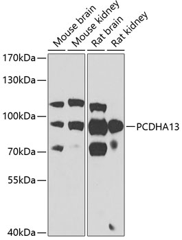 Western blot analysis of extracts of various cell lines, using PCDHA13 antibody (TA379682) at 1:1000 dilution. - Secondary antibody: HRP Goat Anti-Rabbit IgG (H+L) at 1:10000 dilution. - Lysates/proteins: 25ug per lane. - Blocking buffer: 3% nonfat dry milk in TBST. - Detection: ECL Basic Kit . - Exposure time: 90s.